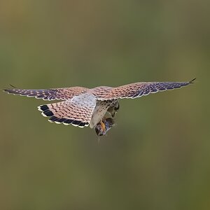kestrel 2025 395.jpg