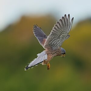 kestrel 2025 386.jpg