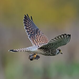 kestrel 2025 394.jpg