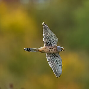 kestrel 2025 385.jpg