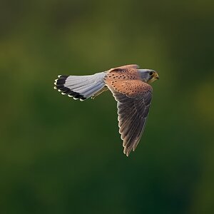 kestrel 2025 389.jpg
