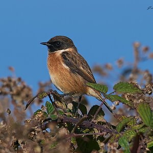 stonechat 2025 60.jpg