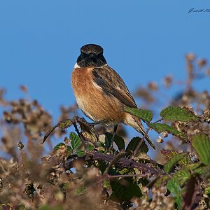 stonechat 2025 62.jpg