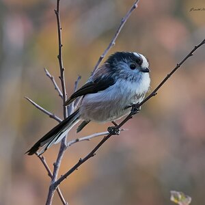 long tailed tit 2025 .jpg