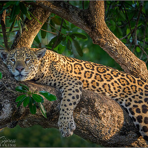 treejag2.jpg