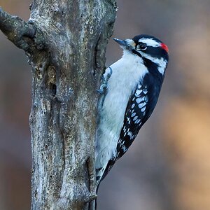Hairy Woodpecker - Ashland - 12062020 - 01 - dn.jpg