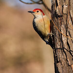 Red-Bellied Woodpecker - Ashland - 03062021 - 05 - dn.jpg