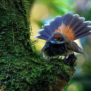 Rufous Fantail 1-r.jpg