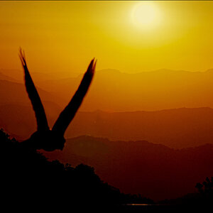 Bird-.jpg