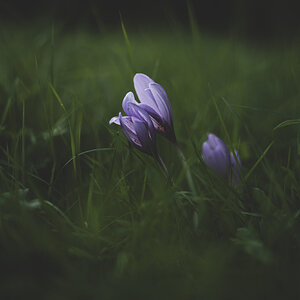 Colchicum autumnale