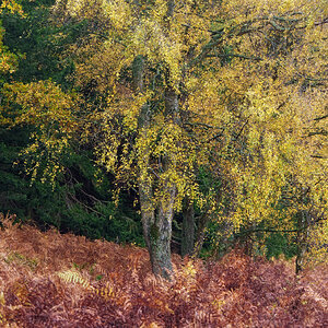 20251026-_DSC7440-DxO_DeepPRIME XD2s-Edit.jpg