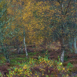 20251026-_DSC7474-DxO_DeepPRIME XD2s-Edit.jpg