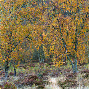 20251026-_DSC7491-DxO_DeepPRIME XD2s-Pano-Edit.jpg