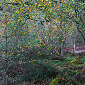 20251026-_DSC7494-DxO_DeepPRIME XD2s-Edit.jpg