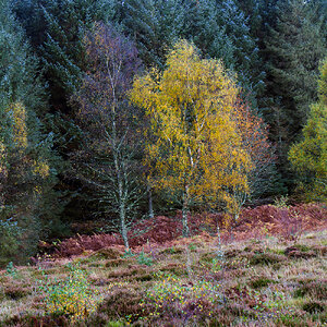 20251026-_DSC7496-DxO_DeepPRIME XD2s-Edit.jpg