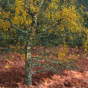 20251026-_DSC7503-DxO_DeepPRIME XD2s-Edit.jpg