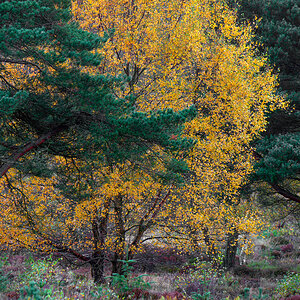 20251026-_DSC7508-DxO_DeepPRIME XD2s-Edit.jpg