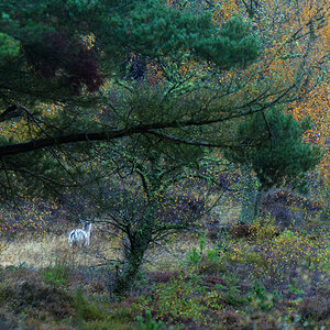 20251026-DSC07473-DxO_DeepPRIME XD2s-Edit.jpg