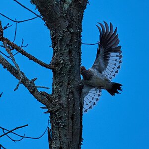 Red-Headed Woodpecker - 1st State - 11022025 - 16.jpg