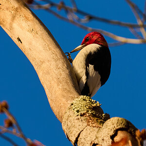 Red-Headed Woodpecker - 1st State - 11022025 - 02.jpg