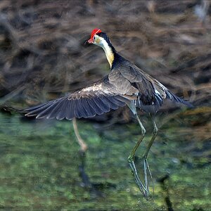Comb crested Jacana 17-.jpg