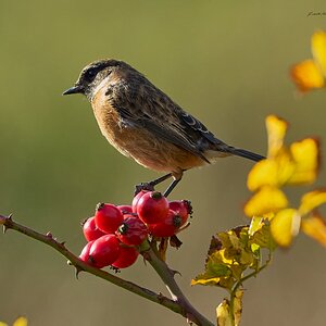 stonechat 2025 66.jpg