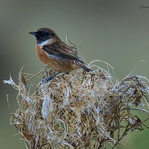 stonechat 2025 78.jpg