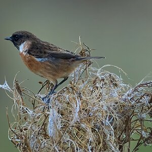 stonechat 2025 73.jpg