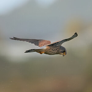 kestrel 2025 400.jpg