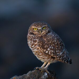 burrowing owl dark.jpg