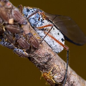 Giant Bark Aphid - Arden Woods - 11092025 - 01.jpg