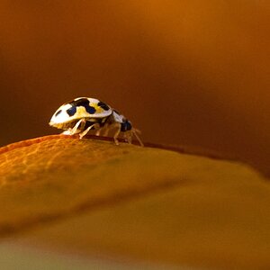 Twenty-spotted Lady Beetle - Longwood - 11082025 - 01.jpg