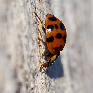 Common Lady Bug - Longwood - 11082025 - 01.jpg