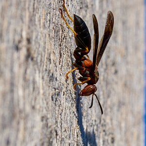 Metric Paper Wasp - Longwood - 11082025 - 08.jpg