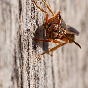 Metric Paper Wasp - Longwood - 11082025 - 01.jpg