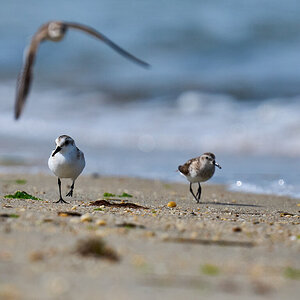 Sanderling - Cape Henlopen - 08312025 - 19.jpg