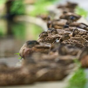 Mallard - Brandywine - 08022025 - 01 - DN.jpg