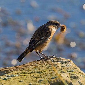 stonechat 2025 _4.jpg
