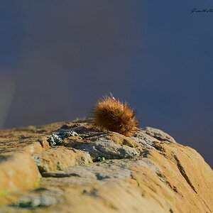 stonechat 2025 _5.jpg