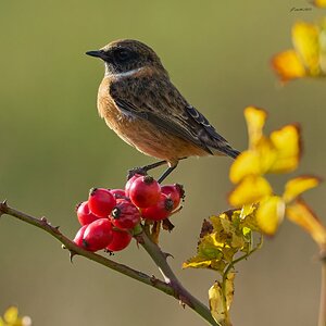 stonechat 2025 64.jpg