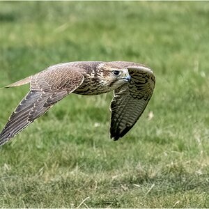 DSC06335 Firefly Upscaler 2x scale.jpg