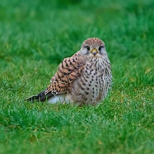 kestrel 2025 477.jpg
