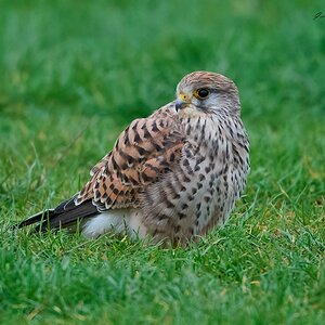 kestrel 2025 480.jpg