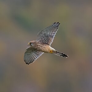 kestrel 2025 478.jpg