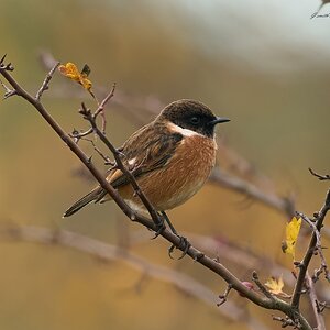 stonechat 2025 96.jpg