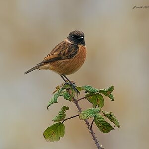 stonechat 2025 95.jpg