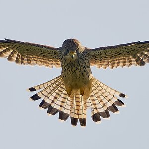 kestrel 2025 463.jpg