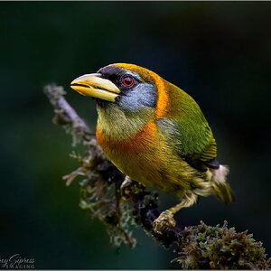 female-redheaded-barbet.jpg