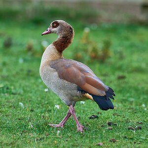 egyptian goose 2025 .jpg