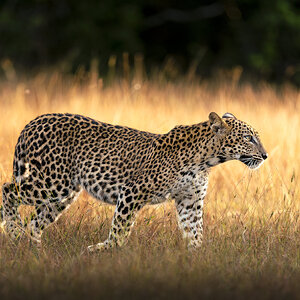 Young Sri Lankan Leopard looking for mommy